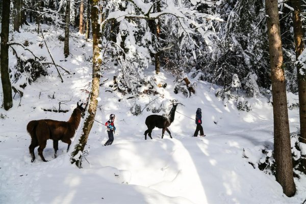 Lama Trekking im Winterwald